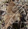 Minucia lunaris
